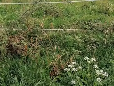vente terrain à saint-gérand (56920) : à vendre / saint-gérand
