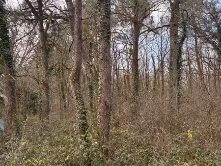 vente parcelle boisées