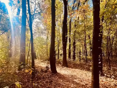 forêt / bois - 30 ha - rivière - chasse libre