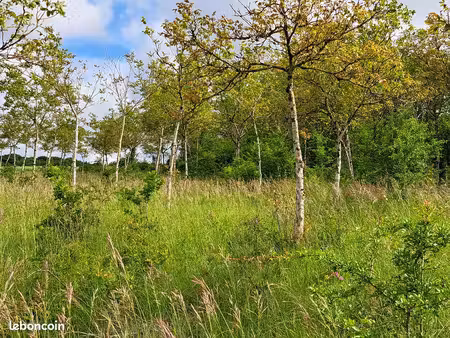 vends terrain avec noyers