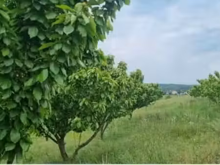 terrain agricole
