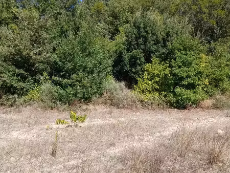 terrain boisé