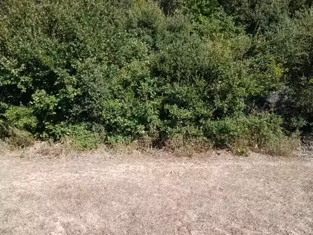 terrain boisé