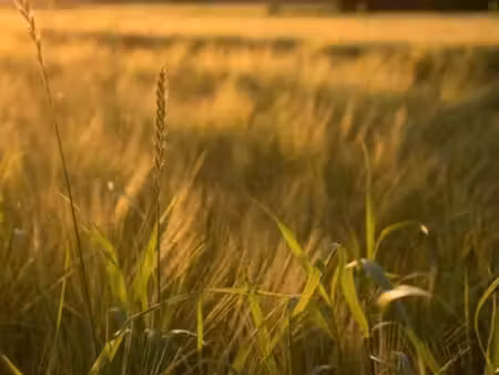 terrain agricole 600m2