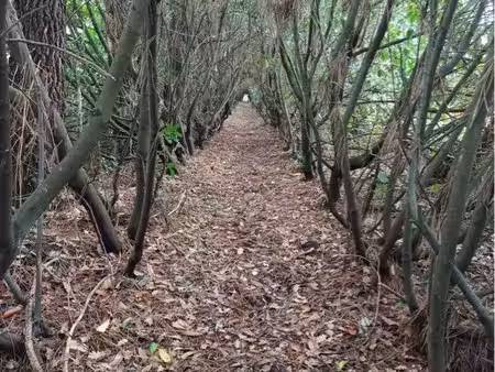 bois