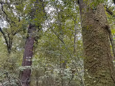 a vendre parcelles de foret bois chênes / acacia