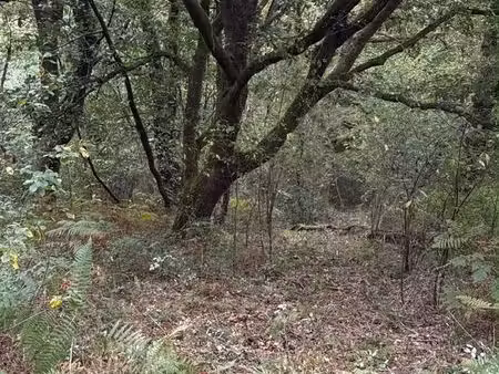 vente parcelles de foret composées de bois chênes / châtaignier / acacias