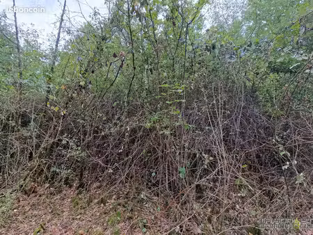 terrain