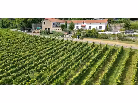 vignoble madiran (65)