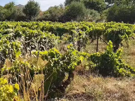 vente terrain 927 m² à mazan (84380)  169 000 €
