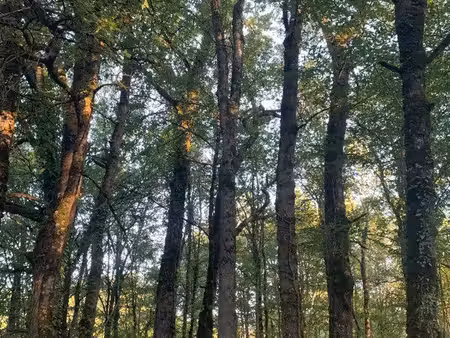 forêt en production chêne érable brantome 20ha