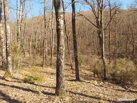 terrain bois de chene
