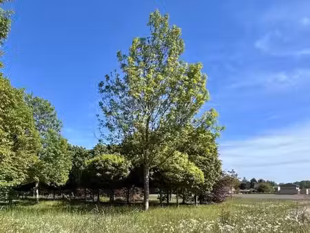 terrain 401 m² quarouble