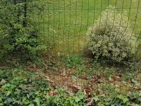 vente terrain à saint-thuriau (56300) : à vendre / saint-thuriau