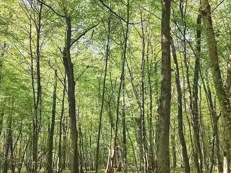 vente terrain à chagny (71150)  15 000 €