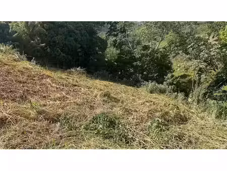vente terrain 800 m² à riviere salee (97215)  81 000 €