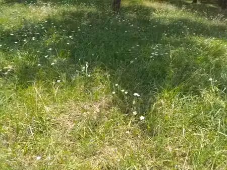 vente terrain 570 m² à naujan-et-postiac (33420)  49 000 €