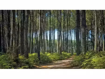 vente terrain 690 m² à pissos (40410)  80 000 €