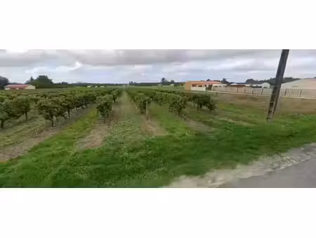 vente terrain 1030 m² rouffiac (17800)