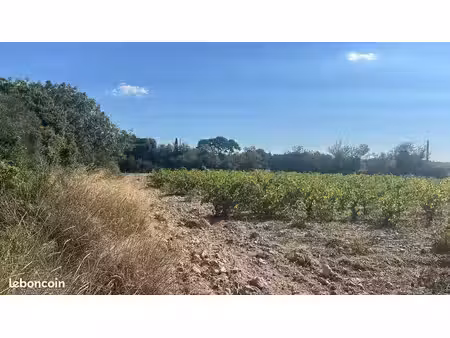 terrain