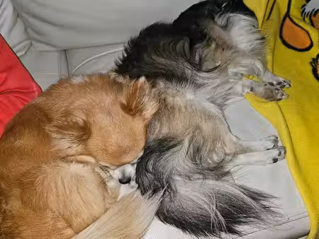 recherche appartement très urgent