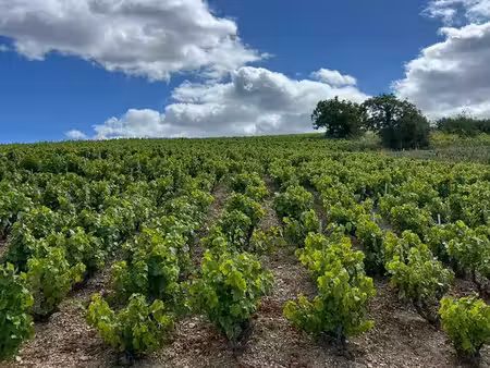 vigne de juliénas – 0 50 ha – cru du beaujolais