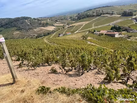 vigne fleurie la madone