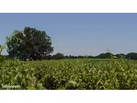 terrain 37281 m² vauvert