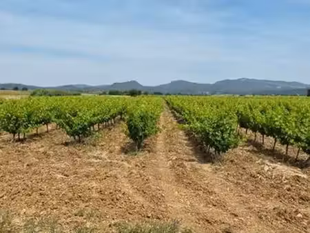 parcelle de vigne - saint andré de sangonis