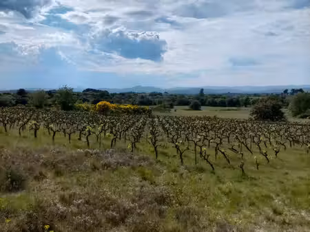 terrain de loisir avec vignes