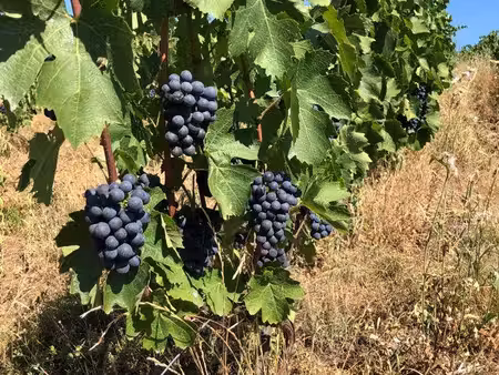vignes aoc fleurie