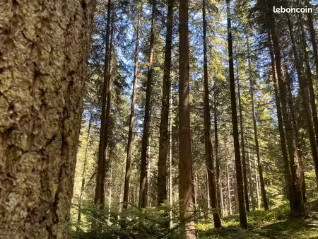 forêt de bouchat – 8 37 ha – teilhet (63) – 135 000