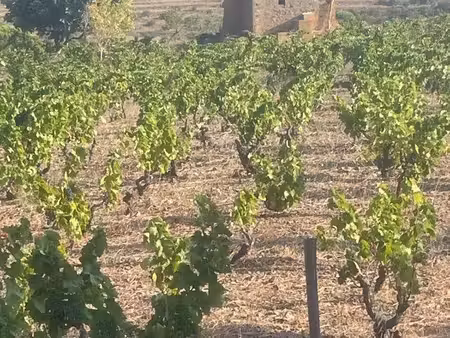 casot cadastre avec parcelle de vigne à cospron