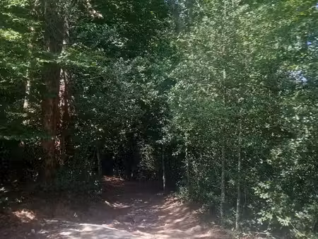 bois de chauffage