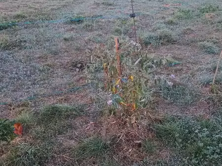 parcelle de 4500m2 pour verger et potager