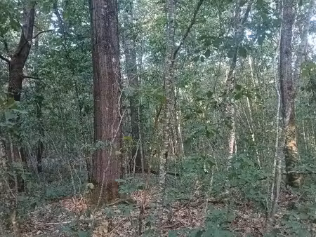 parcelle de bois
