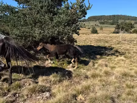 recherche terrain pour chevaux