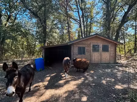 location pré / parc chevaux – 4 hectares – accès forêt – saint-quirc