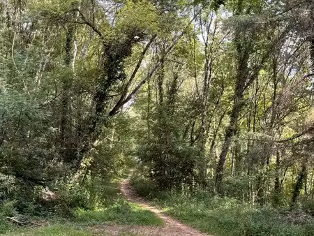 bois - 10 hectares segala