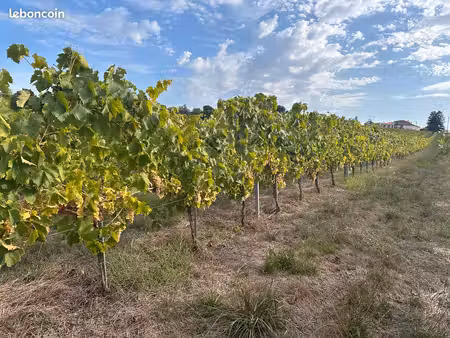 parcelle de vigne