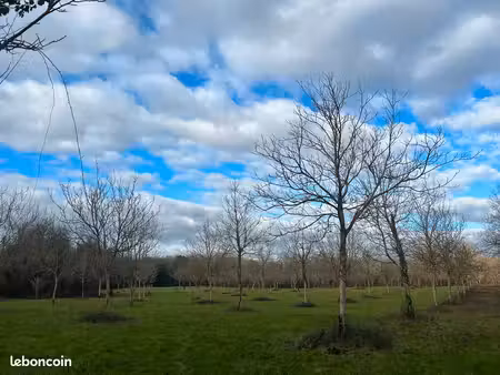 terrain agricole noyeraie