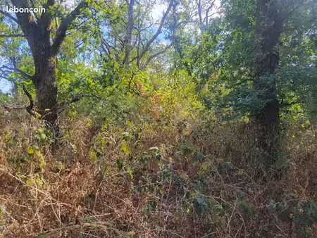 terrain avec des chênes