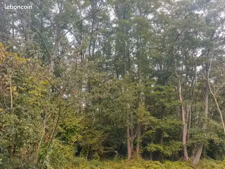 parcelle de bois a vendre