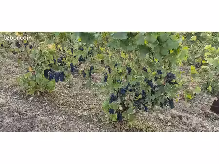 vend vignes aoc champagne