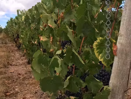 vignes aoc fleurie