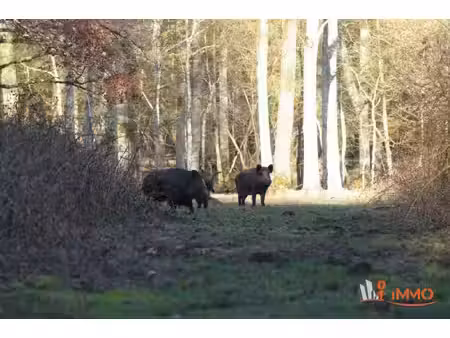 propriété de chasse sur 93 hectares