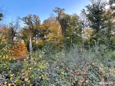 parcelle de forêt