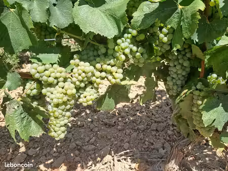 8 hectares de vignes +1.66 hectares de champs d'un seul tenant à raissac d'aude au bord d'
