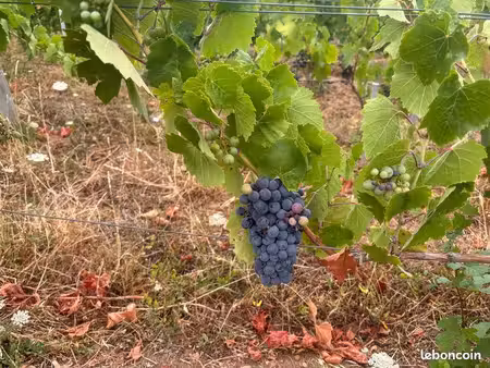 parcelle de vigne
