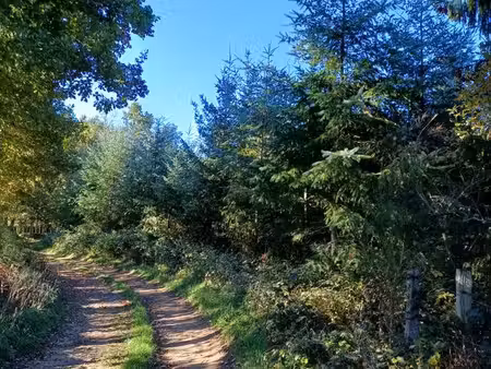forêt - parcelles forestières